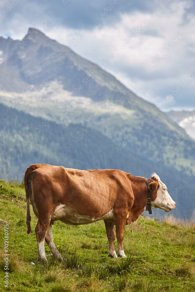 Cows grazing in pasture. Farming. Tirol region. Austria.