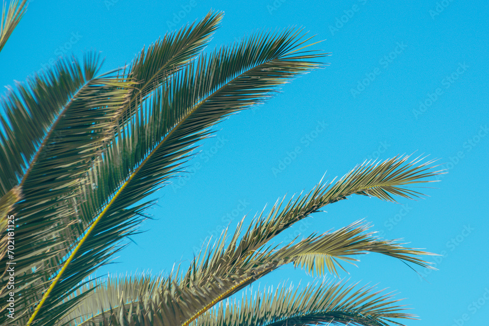 holidays vacation background palm trees holidays vacation background palm trees