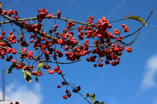Euonymus europaeus tree with pink and orange berries known as European spindle or common spindle against blue sky photo