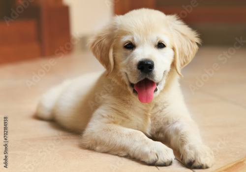 Golden Labrador retriever puppy
