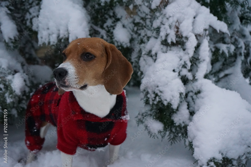 Beagle dog sitting in a winter forest snow red outfit
