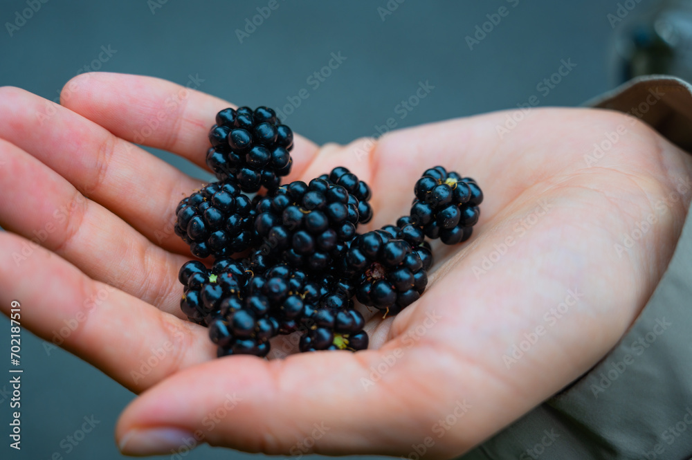 Blackberries in a woman's hand Blackberries in a woman's hand