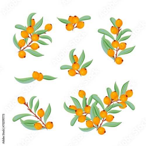 Sea-buckthorn. Vector set on a white background