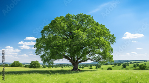 Oak tree on green meadow