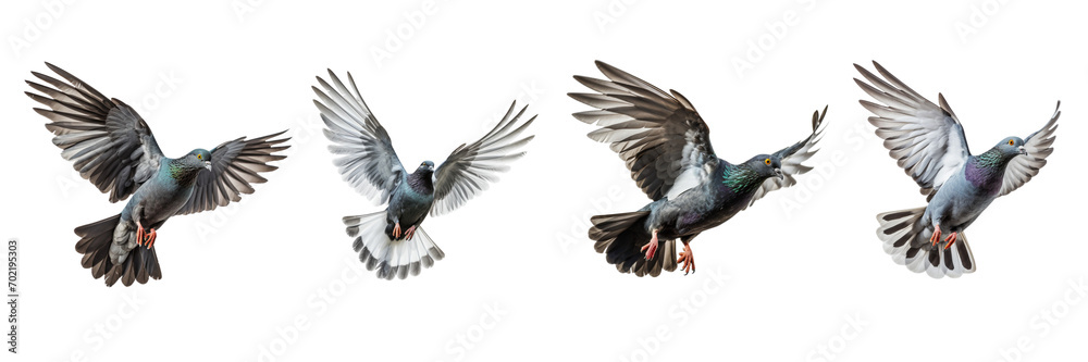 Obraz premium A set of single pigeons flying isolated on a transparent background in the top view. PNG