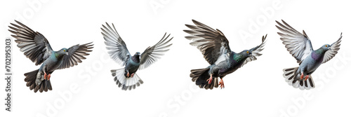 A set of single pigeons flying isolated on a transparent background in the top view. PNG © Nayan