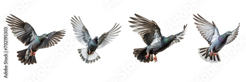 A set of single pigeons flying isolated on a transparent background in the top view. PNG