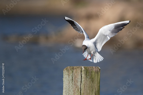 Eine Lachmöwe im Flug