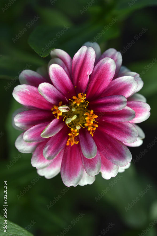 Large flowers of cynia in the summer garden. Bright flowers in close-up. The juicy color of the flowers. Large flowers of cynia in the summer garden. Bright flowers in close-up. The juicy color of the flowers.