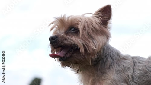Yorkshire Terrier dog panting with mouth open after chasing sticks in the park. Slow motion.