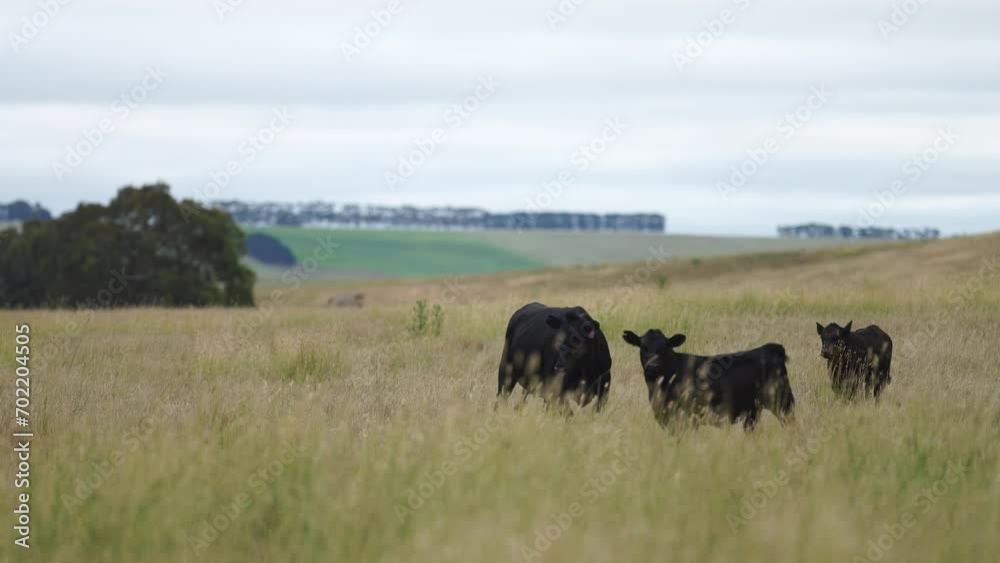 free range sustainable black stud wagyu cows in a field of tall long grass on an agricultural farm in outback australia. free range sustainable black stud wagyu cows in a field of tall long grass on an agricultural farm in outback australia.