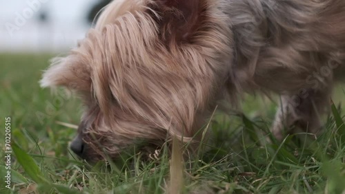 Yorkshire Terrier dog sniffing the grass in the park. Close up, slow motion.