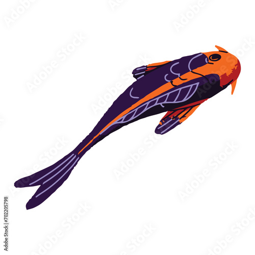 Decorative Japanese carp with black scales. Asian bicolor koi, patterned nishikigoi with orange spots top view. Oriental pond fish, animal floating in water. Flat isolated vector illustration on white