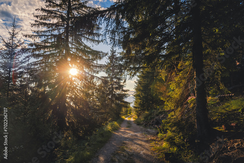 Fototapeta Naklejka Na Ścianę i Meble -  Sunset in a pine forest in the mountains. Beautiful woodland landscape