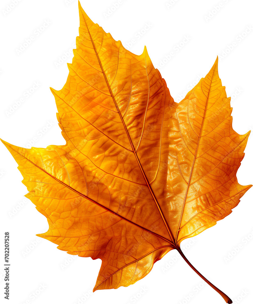 Obraz premium autumn maple leaf