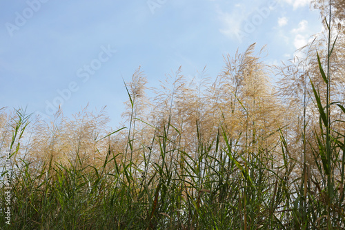 Reed flower with blue sky