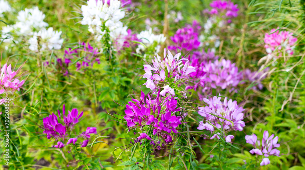 Cleome spinosa flower in the park Cleome spinosa flower in the park
