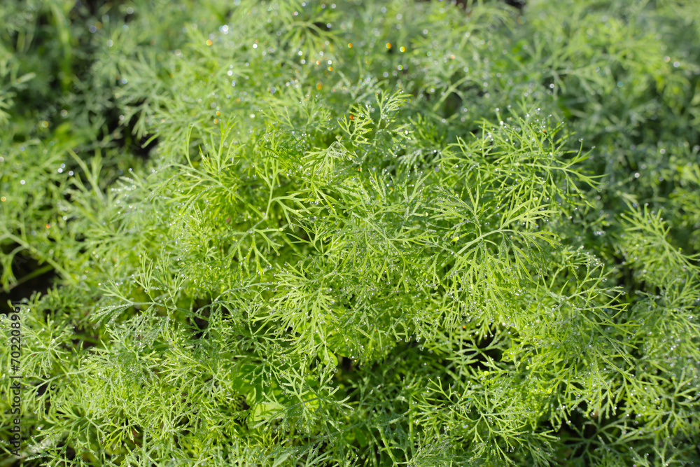 Green leaves of  dill plant in vegetables garden
