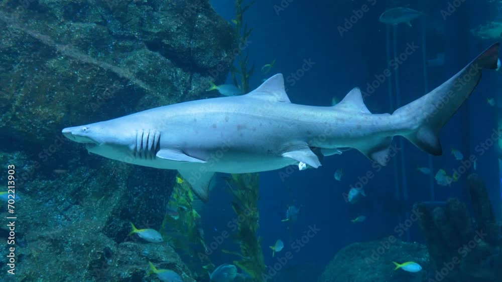 Huge scary sharks swim among other fish Huge scary sharks swim among other fish