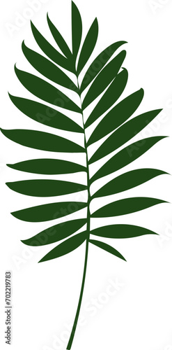Green palm tree branch isolated on white background