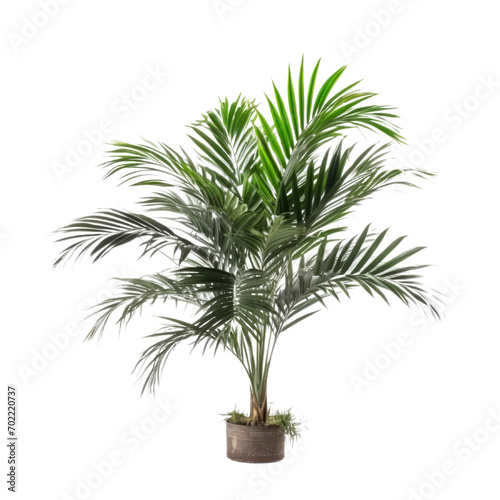 Areca Palm PNG Cutout, Generative Ai