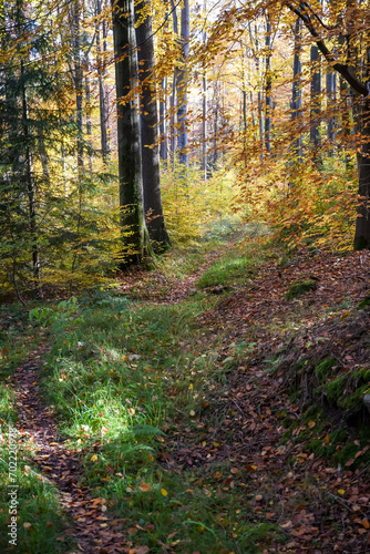 herbst, herbstfarben, bunt, blätter, jahreszeit, herbstwanderung, outdoor, farben, sonne, landschaft, natur, 