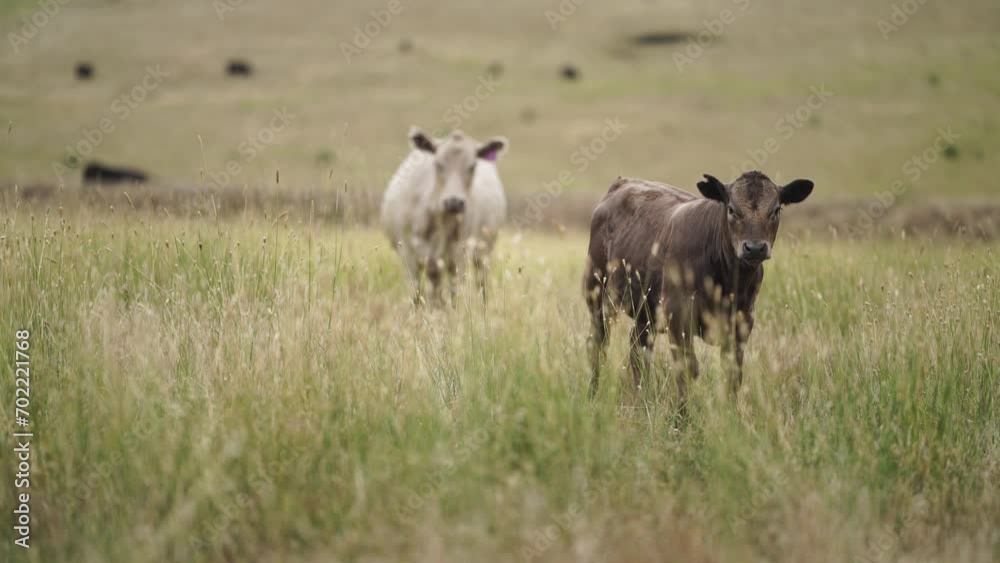 Australia cows in a field grazing on pasture in a dry summer drought. sustainable beef cattle in a agricultural farm. cow farming Australia cows in a field grazing on pasture in a dry summer drought. sustainable beef cattle in a agricultural farm. cow farming