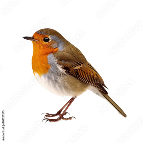 robin isolated on white © Anum
