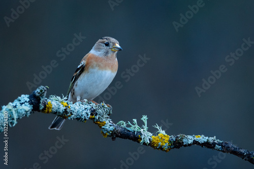 Pinzón real hembra (Fringilla montifringilla) sobre posadero II