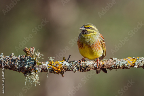 Escribano soteño macho (Emberiza cirlus) en posadero I