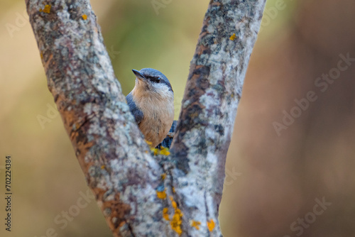 Trepador azul (Sitta europaea) apoyado en árbol VI