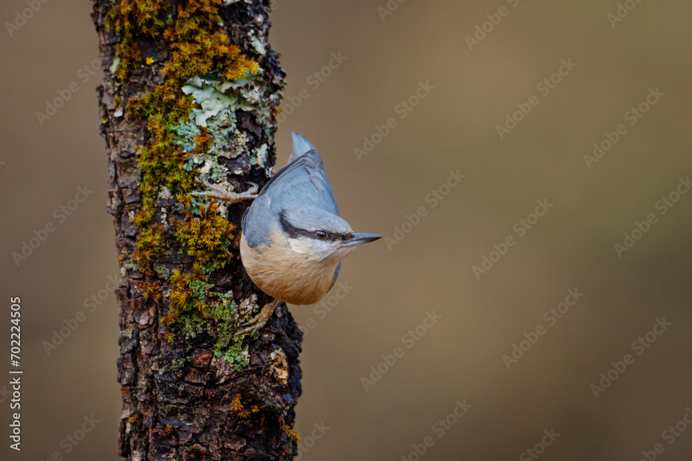 Naklejka premium Trepador azul (Sitta europaea) apoyado en árbol I