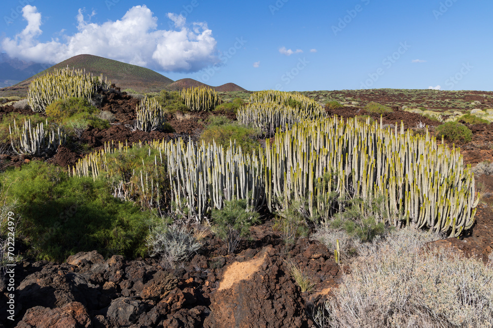 Canary Island spurge at Malpais de Guimar badlands, Puertito de Guimar, Tenerife, Spain
