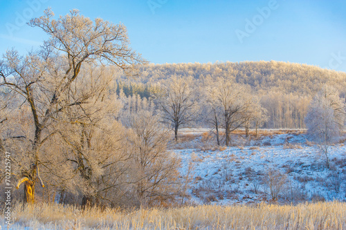 Experience the beauty of a snow-covered field at sunrise. Immerse yourself in a winter wonderland surrounded by tall trees. Discover untouched grass beneath fluffy white layers.