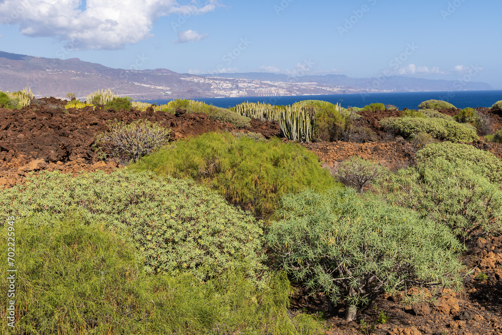 Variety of plants at Malpais de Guimar badlands, Puertito de Guimar, Tenerife, Spain