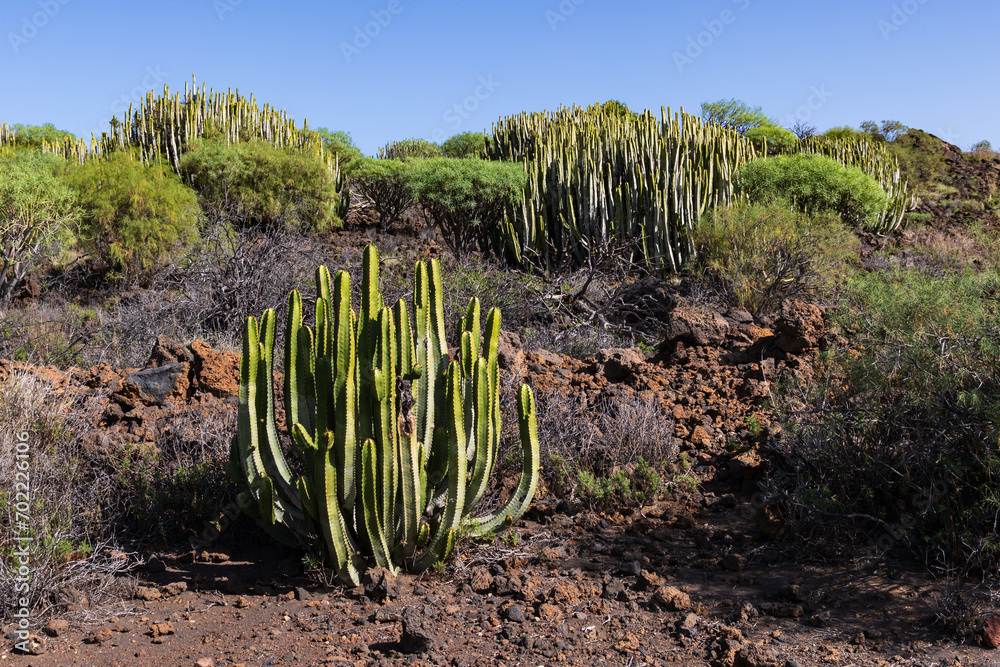 Canary Island spurge at Malpais de Guimar badlands, Puertito de Guimar, Tenerife, Spain Canary Island spurge at Malpais de Guimar badlands, Puertito de Guimar, Tenerife, Spain