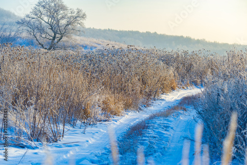 Prepare for an enchanting journey through this snow-covered field at dawn, where tall trees stand like sentinels and untouched grass peeks out from beneath the fluffy white layers! Winter Adventure