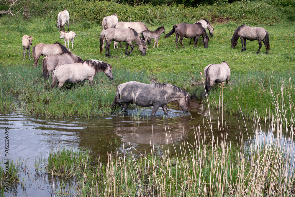 Fototapeta premium Een kudde konikpaarden met veulens in de Slikken van de Heen. De paarden genieten van het water om een modderbad te nemen of te drinken.