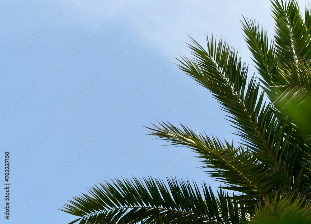 Palm tree leaves