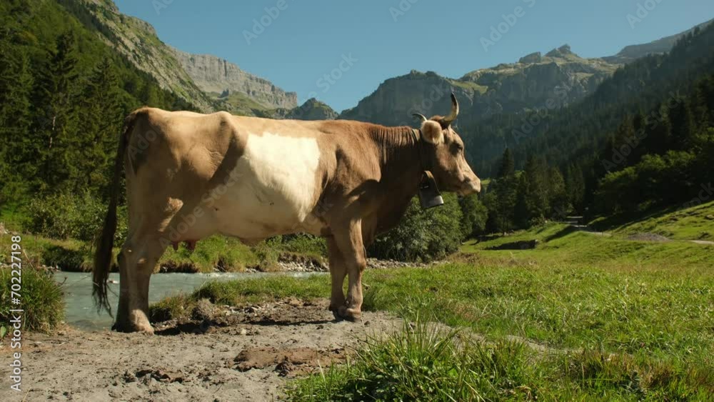 Cow in a green field by the water in Sweden. Cattle grazing in a field. Cows on green grass in a meadow, pasture. Cattle cows grazing on farmland. Brown cows grazing in grassy meadow. Cow in a green field by the water in Sweden. Cattle grazing in a field. Cows on green grass in a meadow, pasture. Cattle cows grazing on farmland. Brown cows grazing in grassy meadow.