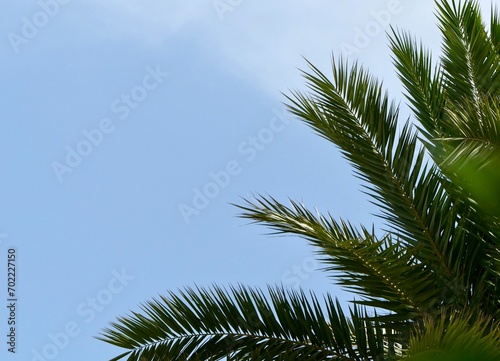 Palm tree leaves © Eleanor