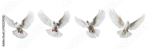 A set of single white color pigeons flying isolated on a transparent background in the top view. PNG