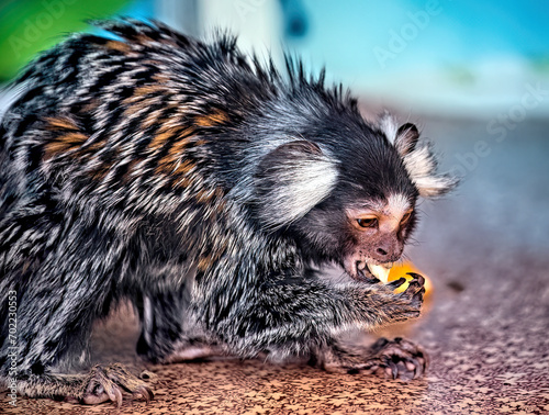 Photography A small marmoset monkey eating an orange.