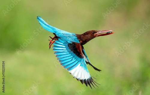 Majestic Kingfisher Flight with a food item