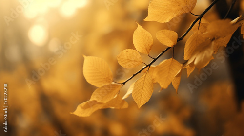 Autumn leaves in the park, background