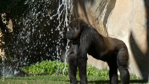 Gorila a cuatro patas con agua de fondo