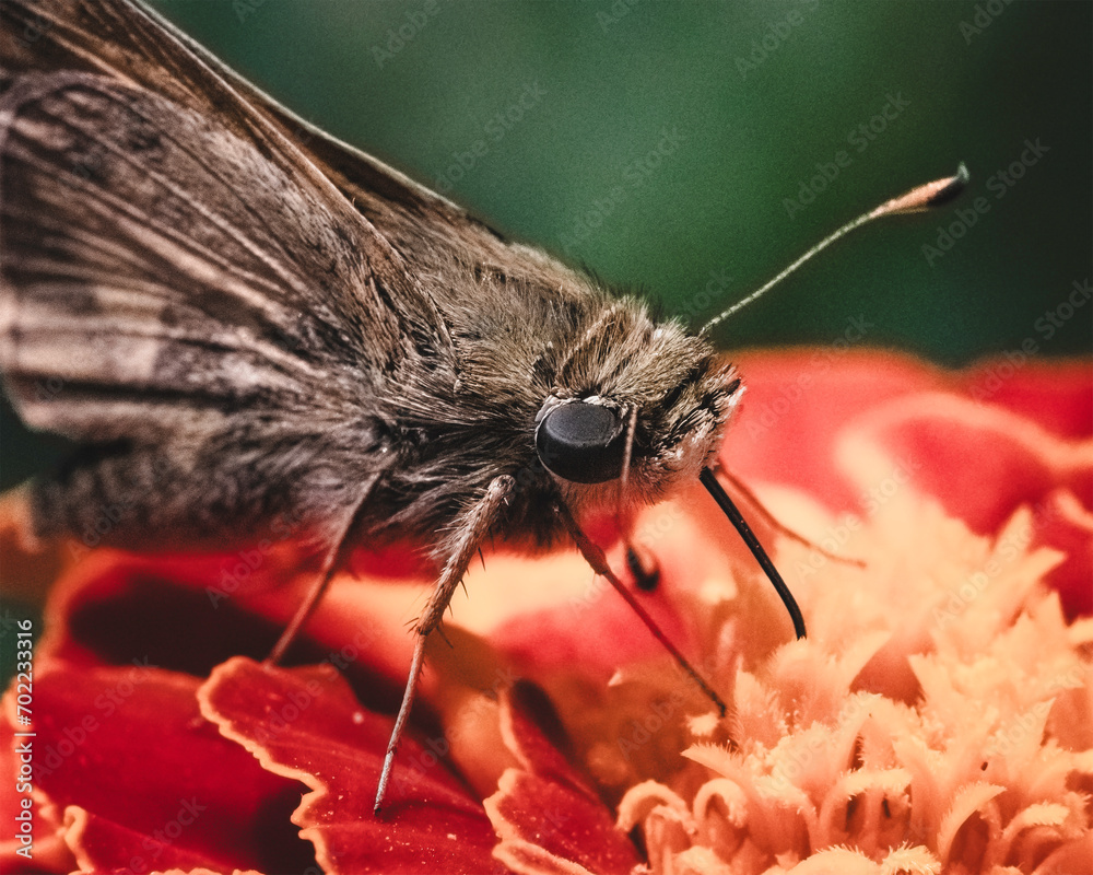 Obraz premium A focused tan and brown skipper butterfly using its proboscis tongue to drink nectar from a marigold flower. Long Island, New York, USA