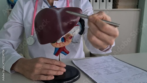 Doctor shows artificial plastic model of liver closeup photo