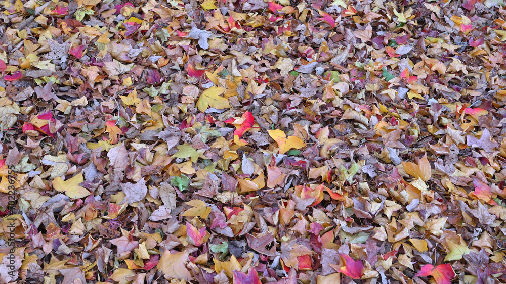 日本の秋のカラフルな落ち葉