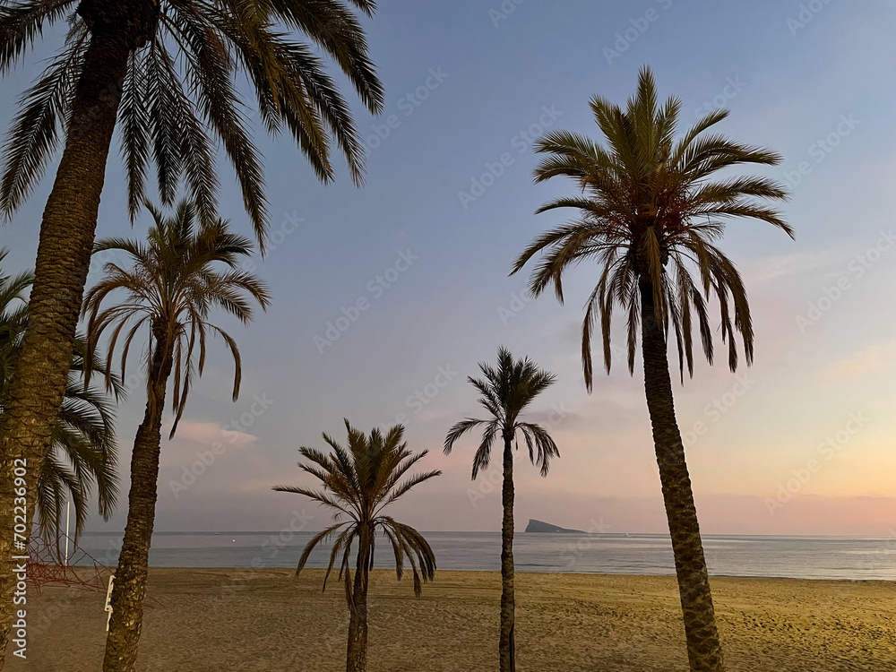 Stunning sunset view of the Benidorm beach Platja de Ponent with tropical palm trees and mediterranean sea